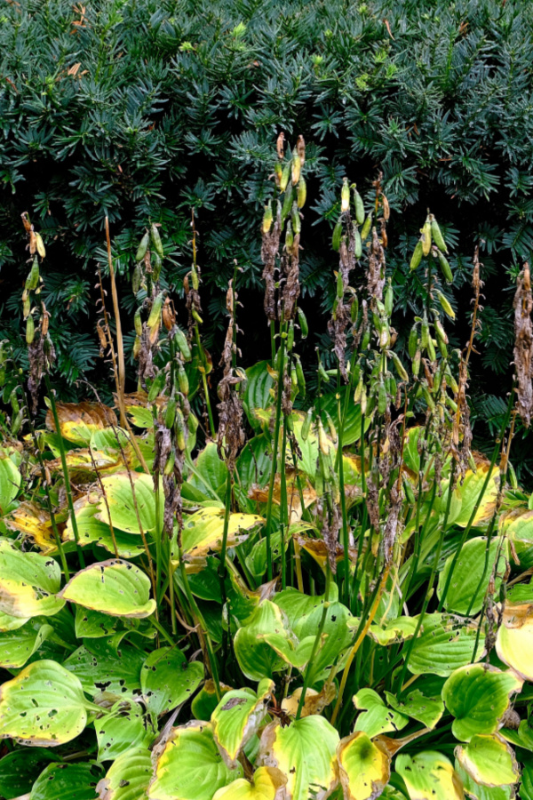 hostas after they bloom
