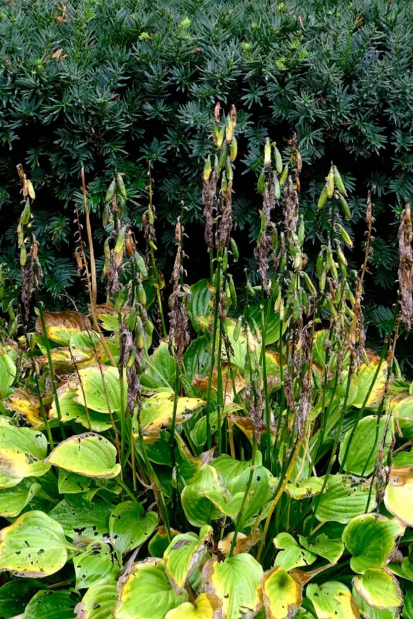 hostas after they bloom