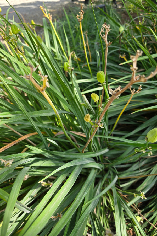 daylilies after they bloom
