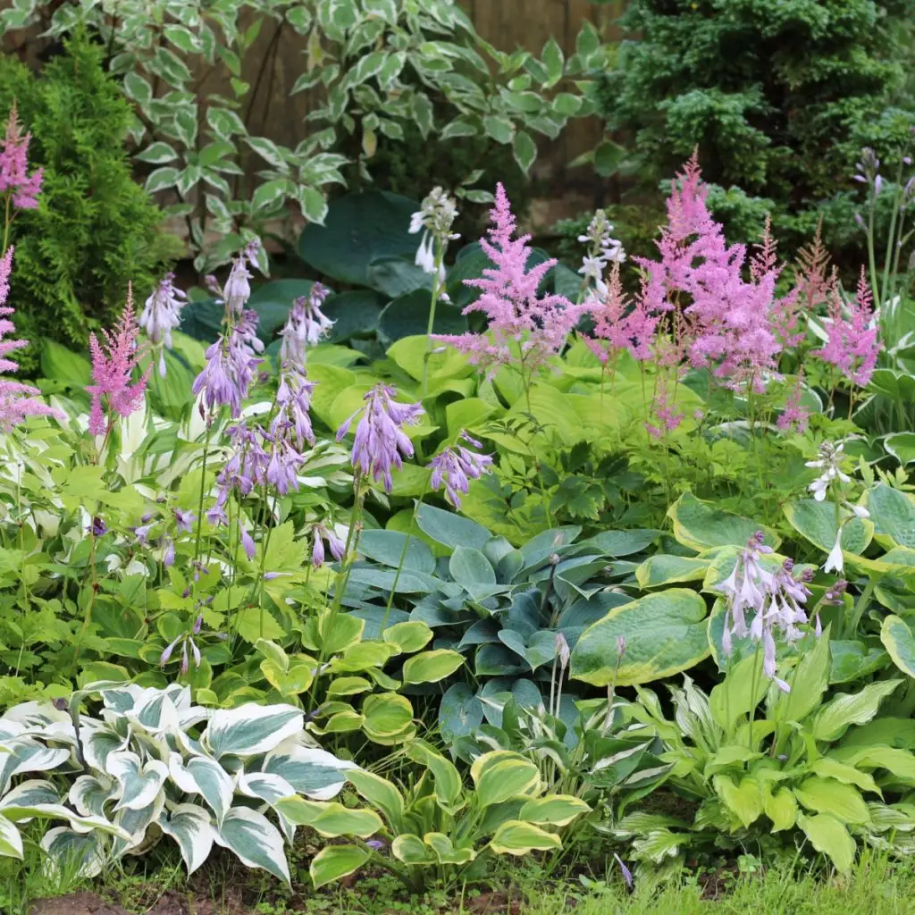 perennials you can divide in the summer