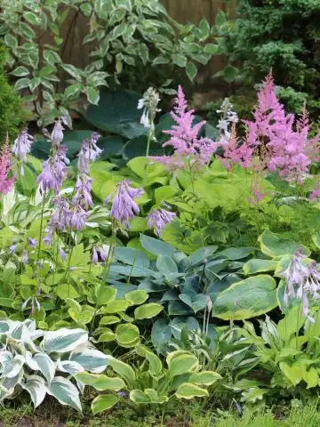 perennials you can divide in the summer