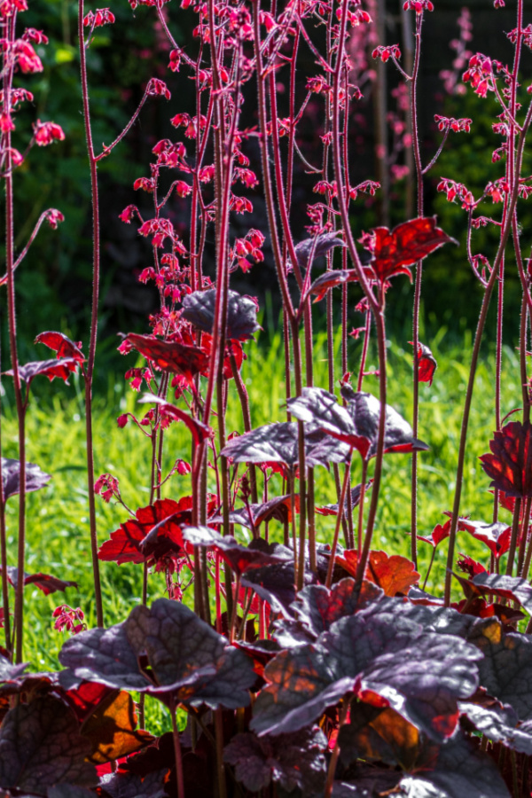 coral bell - perennials you can divide in the summer