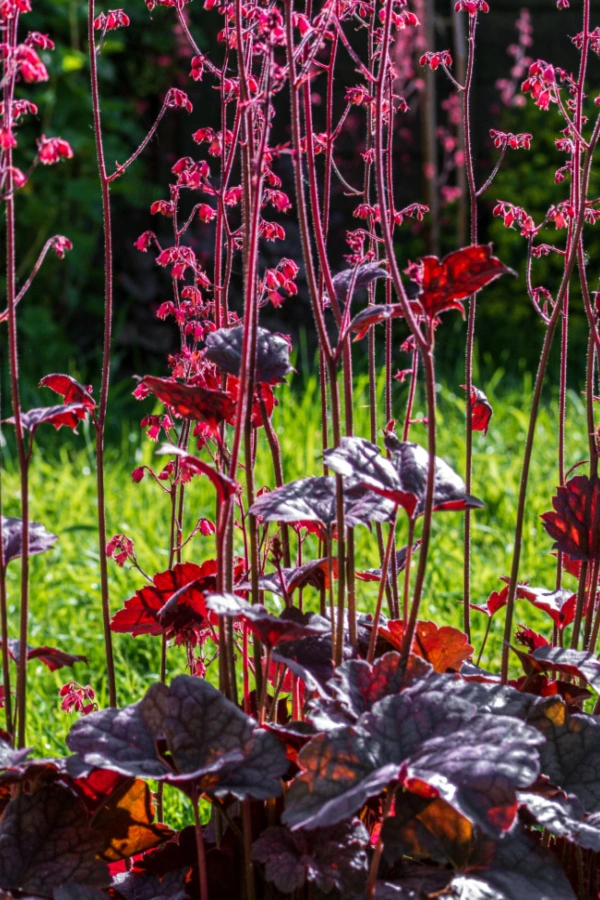 coral bell - perennials you can divide in the summer