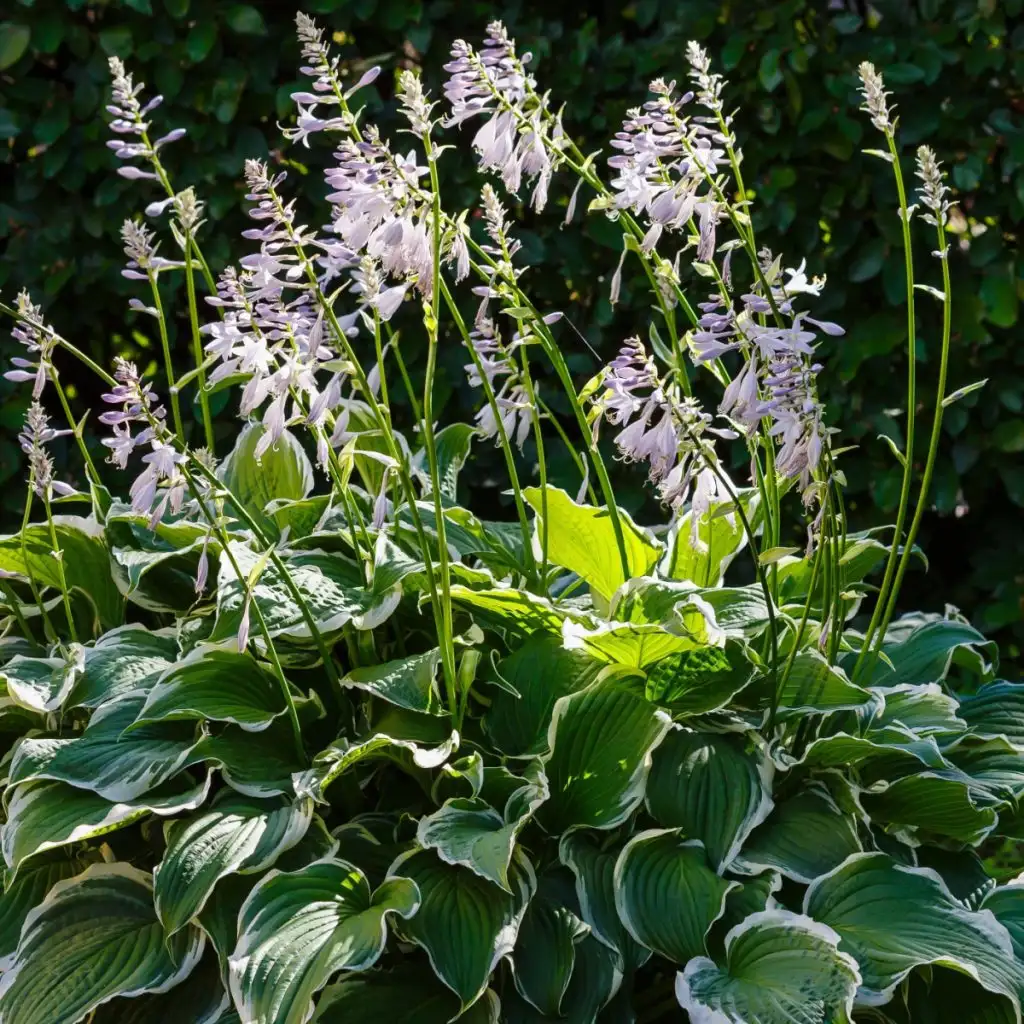 hostas after they bloom
