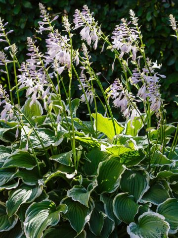 hostas after they bloom