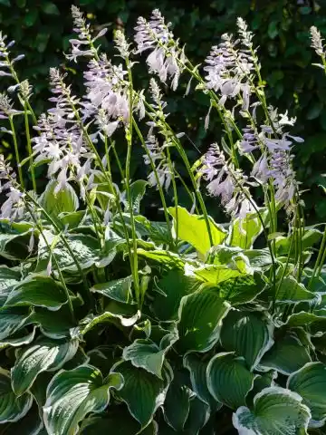 hostas after they bloom