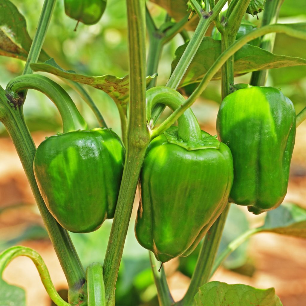 how to prune pepper plants