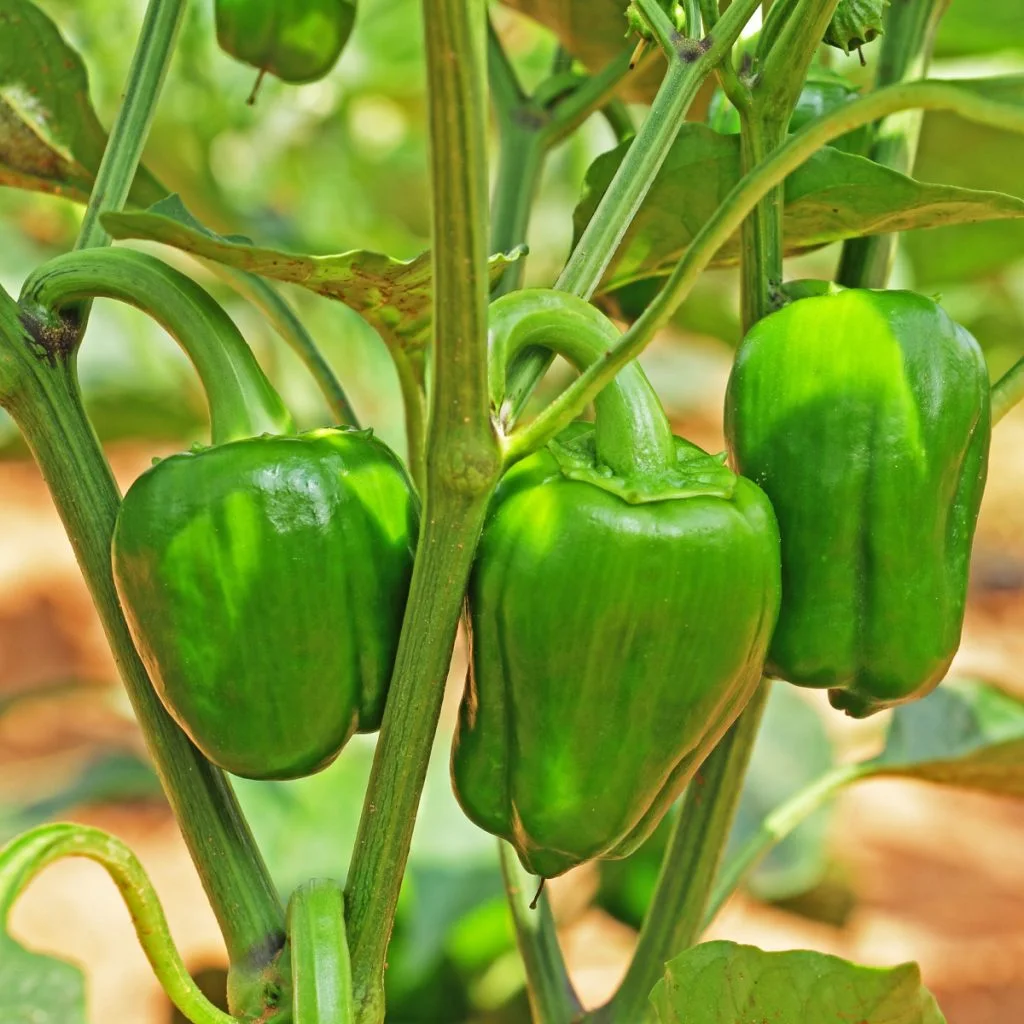 how to prune pepper plants