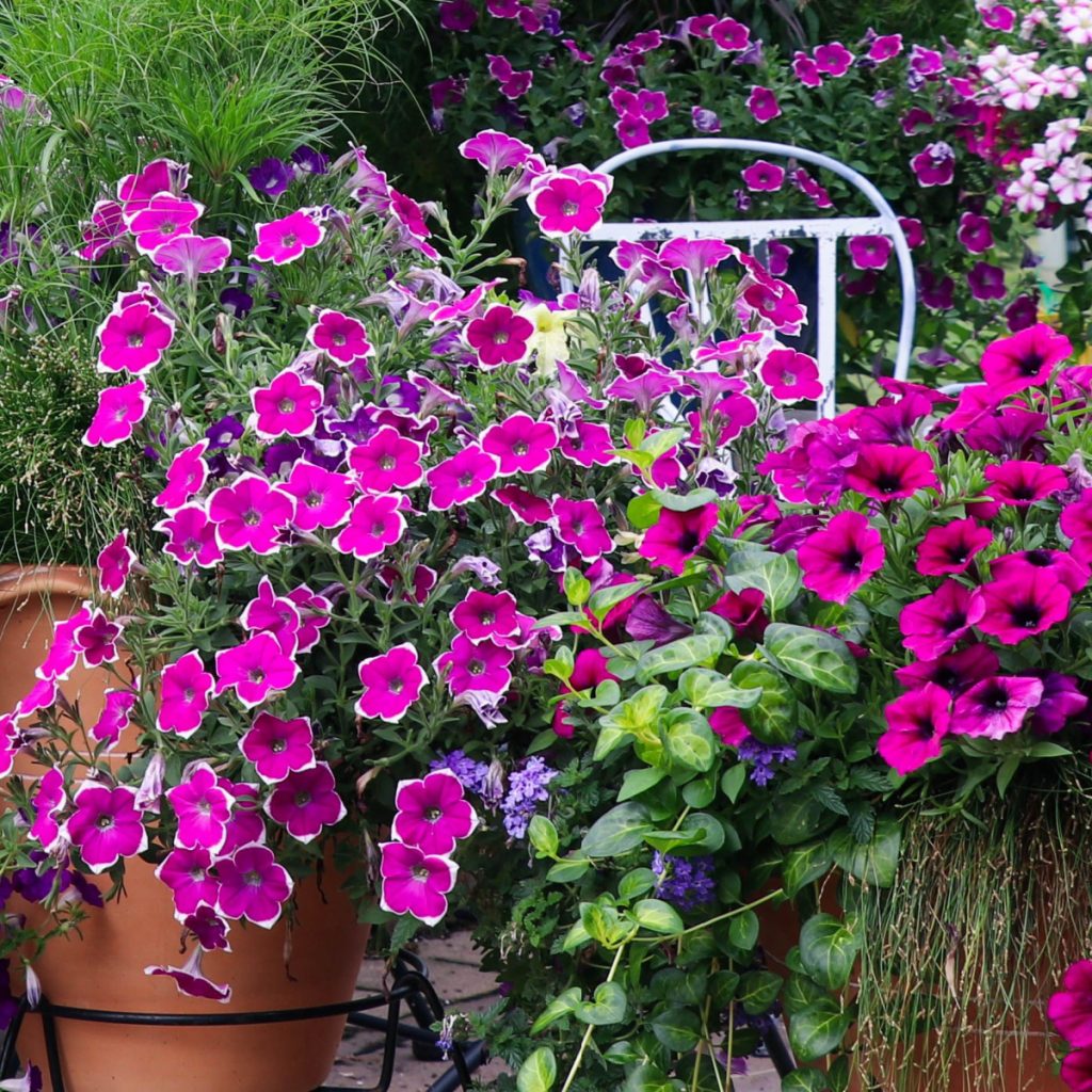 perk up your petunias