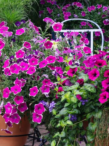 perk up your petunias