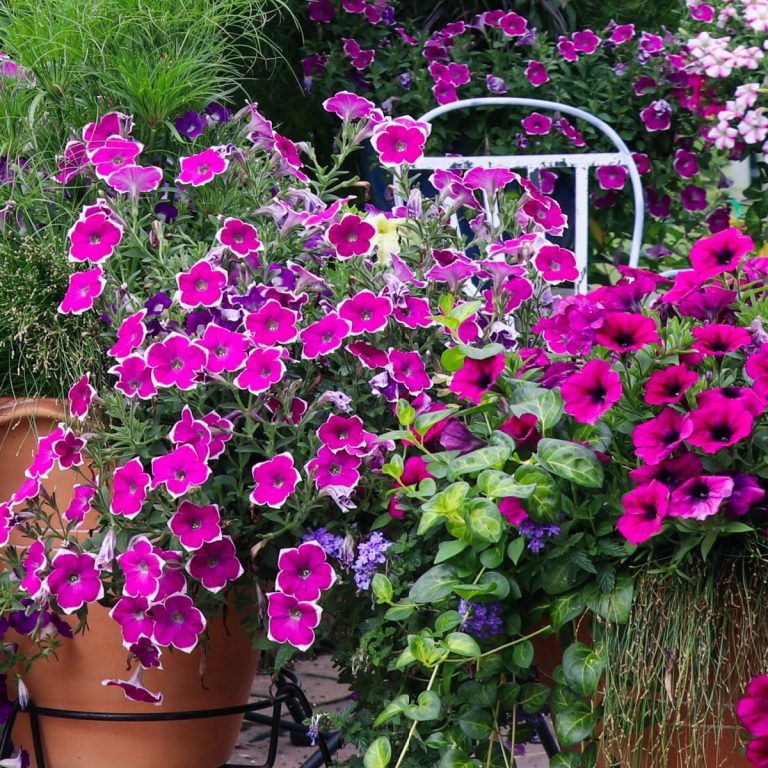 perk up your petunias