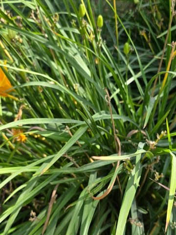 daylilies after they bloom