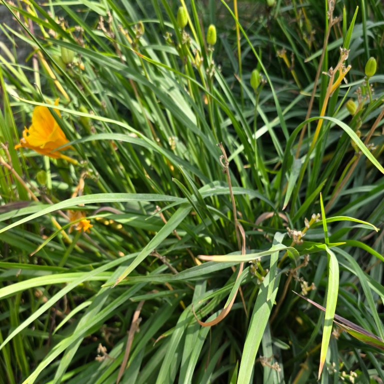 daylilies after they bloom