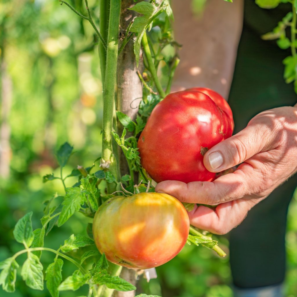 right time to pick a tomato