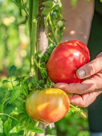 right time to pick a tomato
