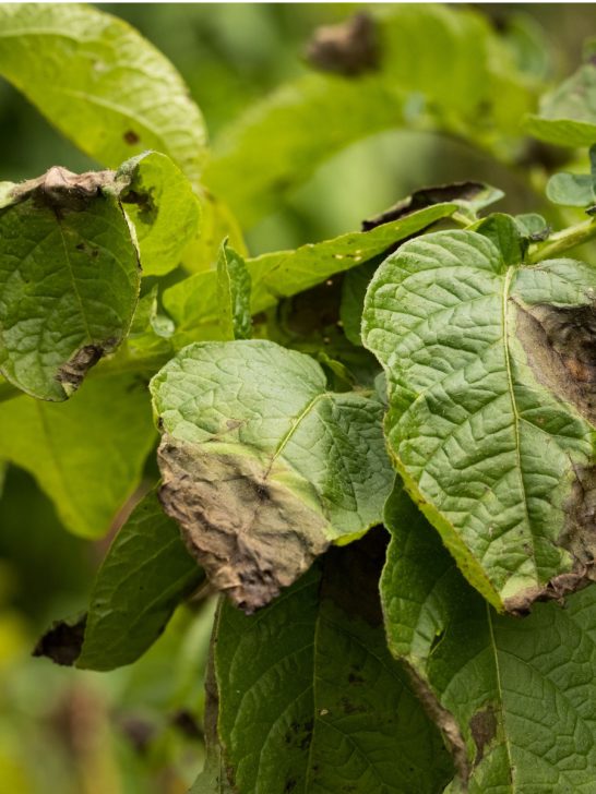 show signs of blight