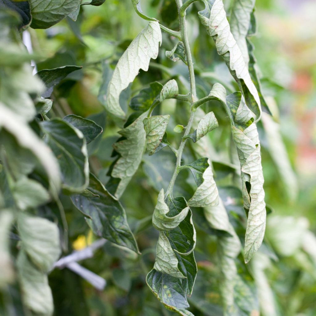 why tomato plant leaves curl