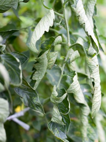 why tomato plant leaves curl