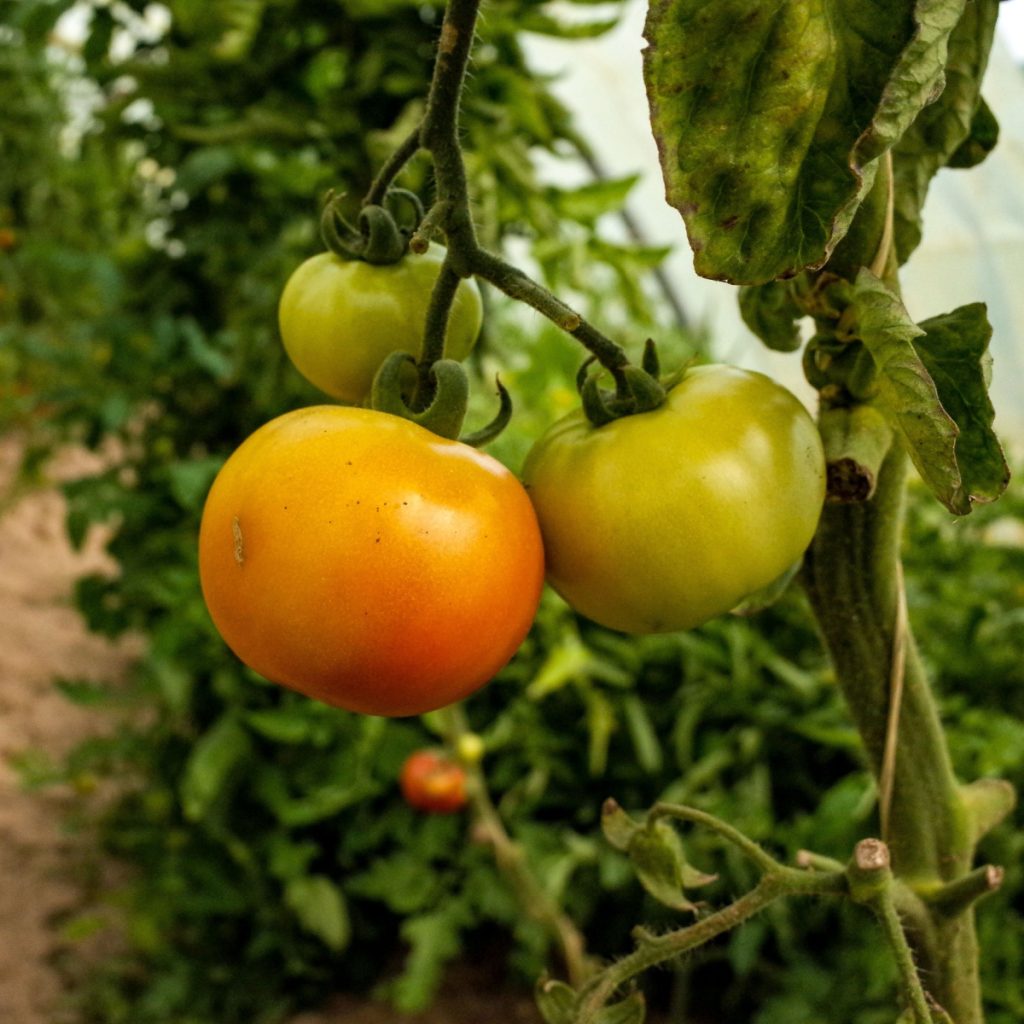 when to harvest a tomato