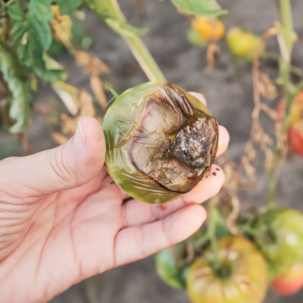 infected tomato