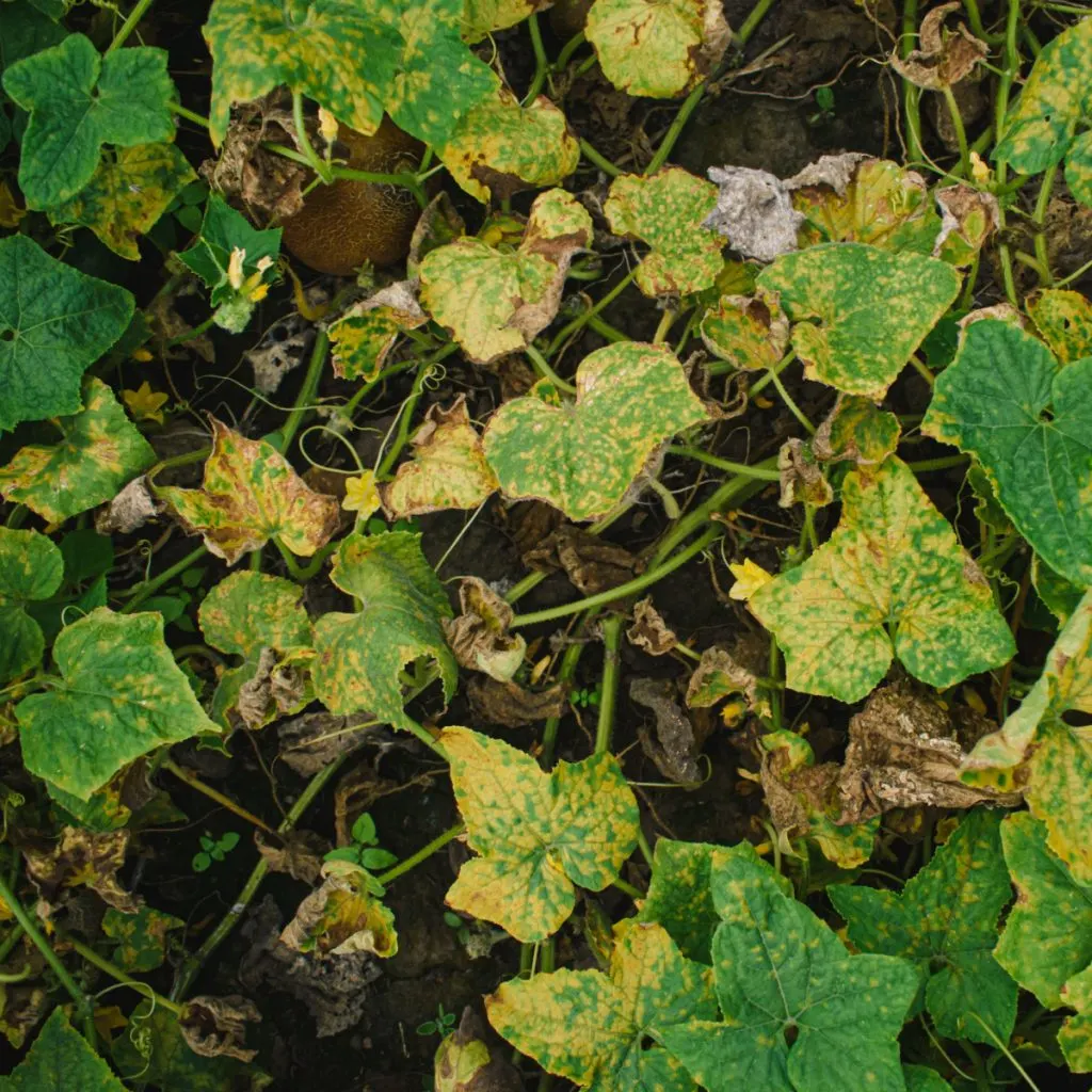 cucumber plants dying