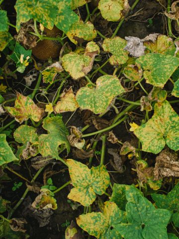 cucumber plants dying