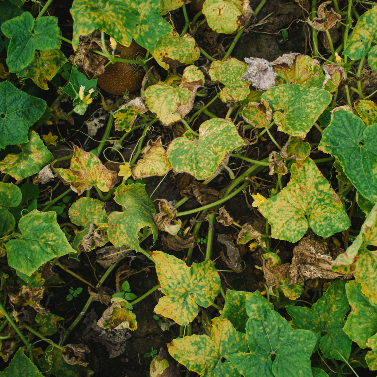 cucumber plants dying