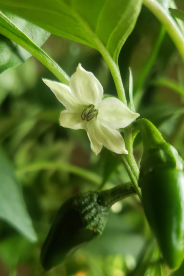 fertilize jalapeno plants in summer