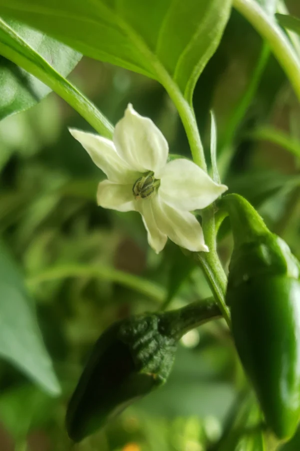 fertilize jalapeno plants in summer