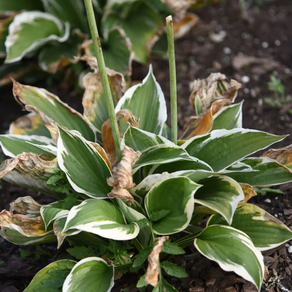 Late summer hosta care
