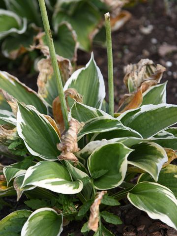 Late summer hosta care