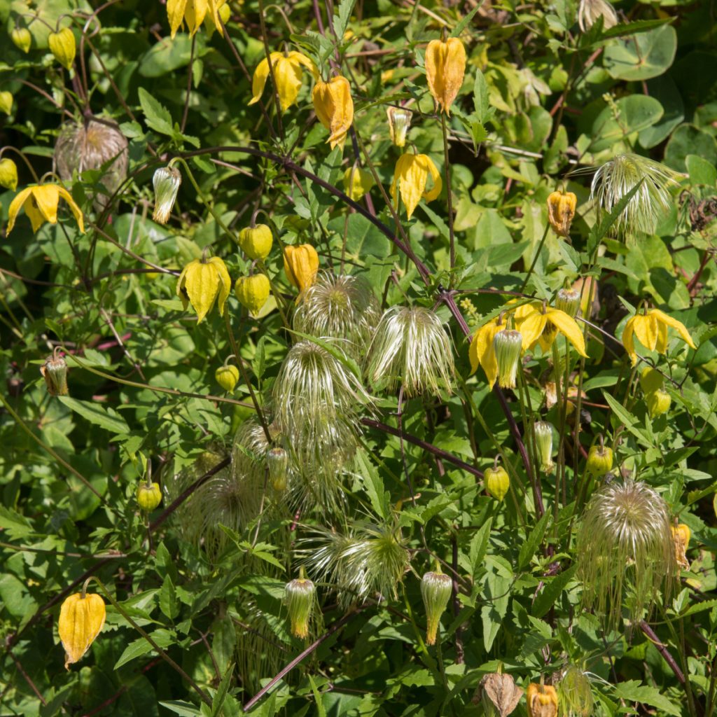 care for clematis in late summer