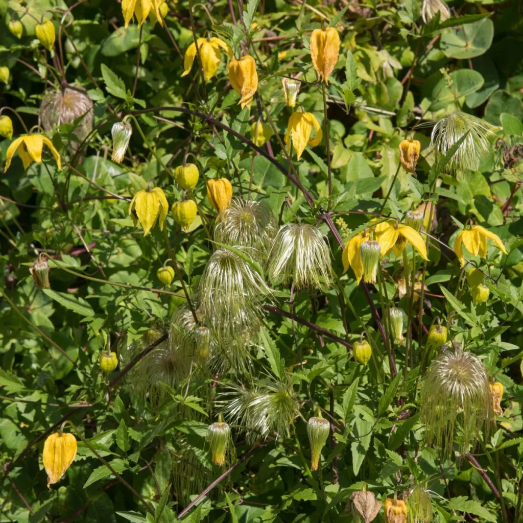 care for clematis in late summer