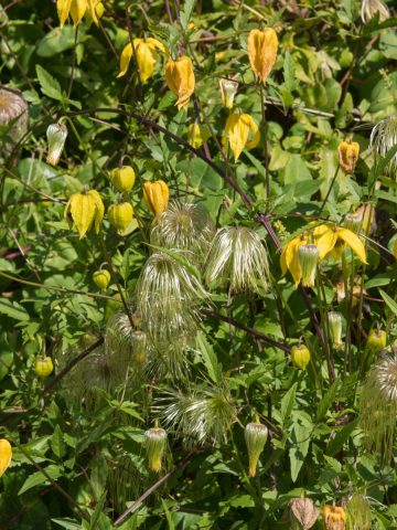 care for clematis in late summer