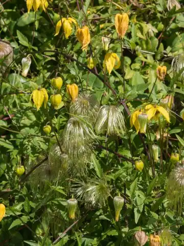 care for clematis in late summer