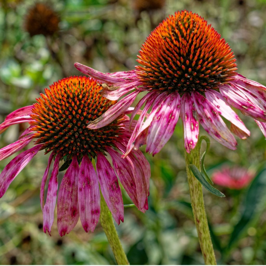 coneflower finish blooming