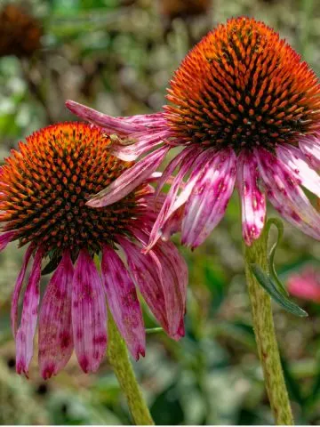 coneflower finish blooming
