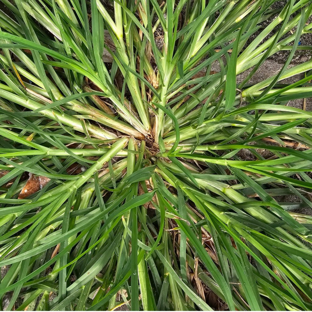 get rid of crabgrass