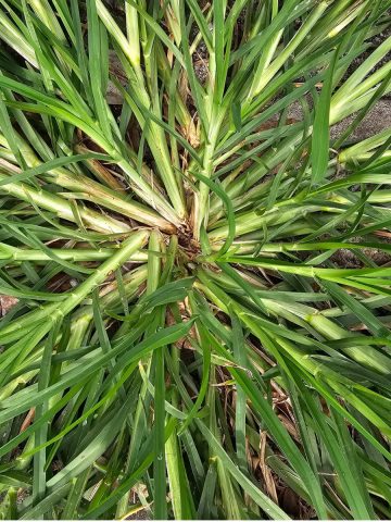 get rid of crabgrass