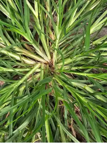 get rid of crabgrass