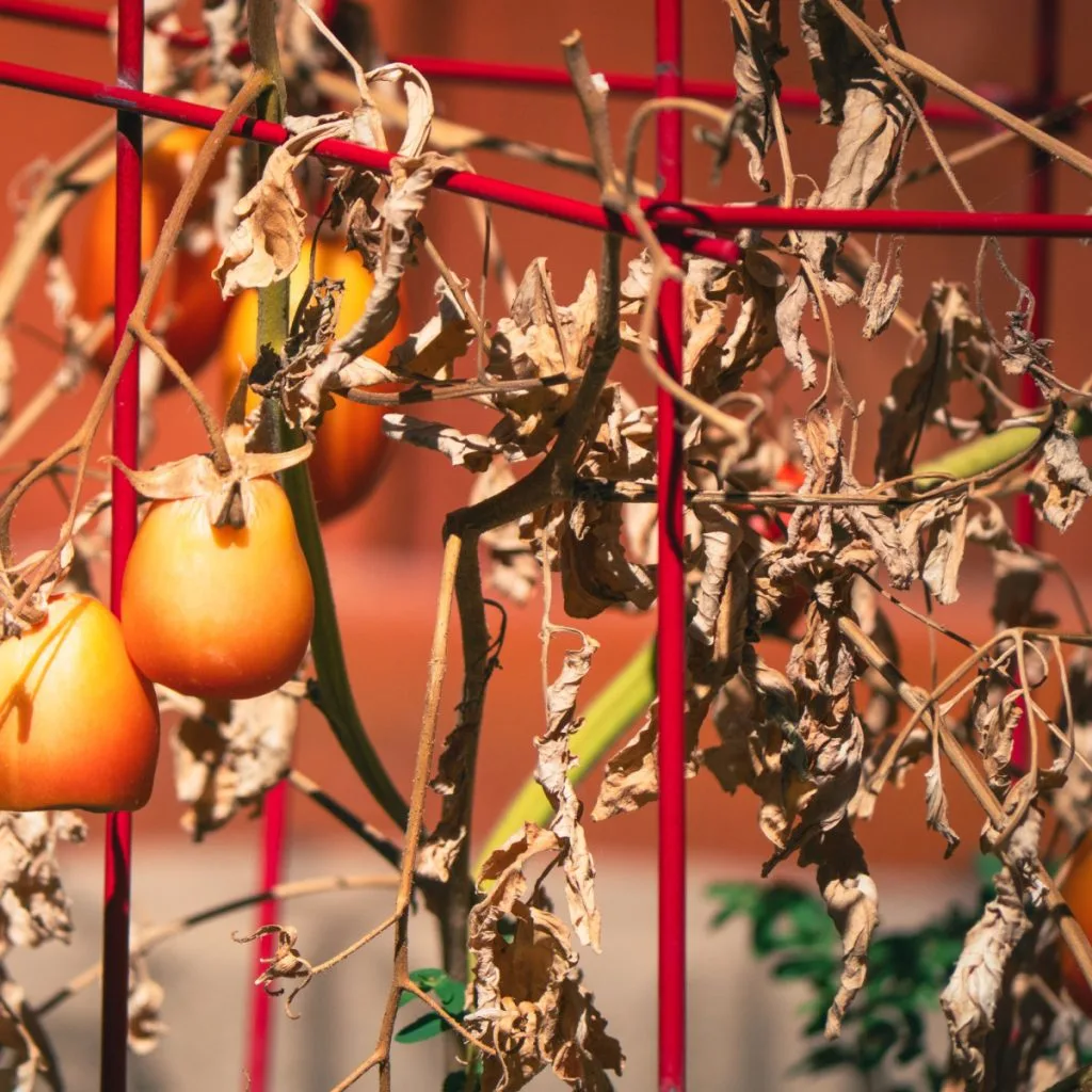 best way to get rid of tomato plants