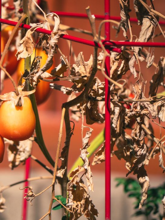 best way to get rid of tomato plants