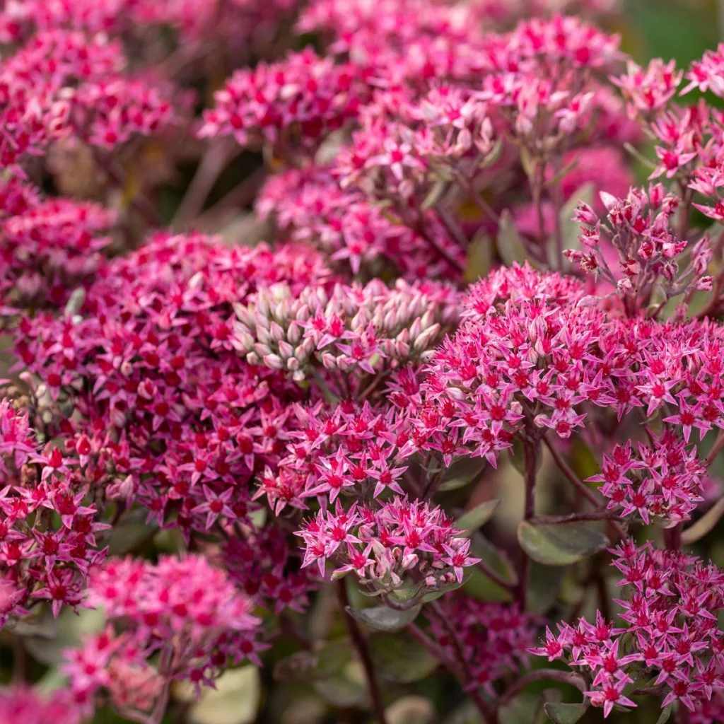 flowering fall perennials that aren't mums
