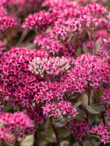 flowering fall perennials that aren't mums