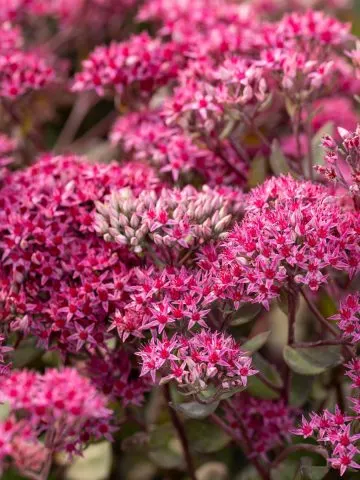 flowering fall perennials that aren't mums