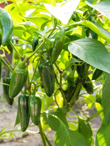 fertilize jalapeno pepper plants