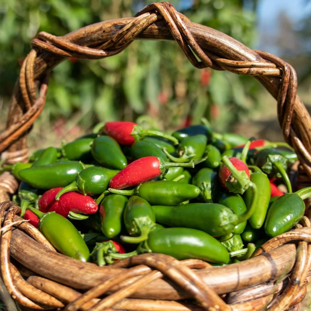 jalapeno