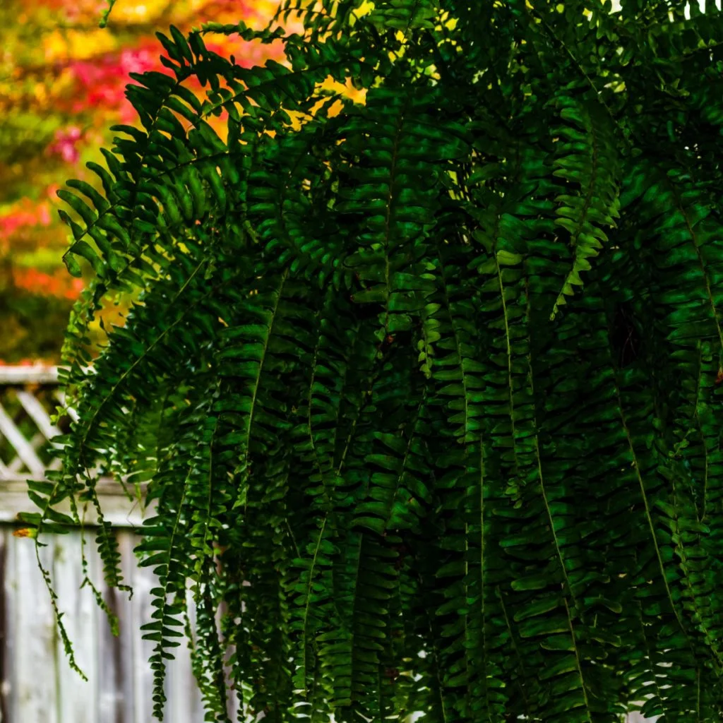 what to do with overgrown ferns