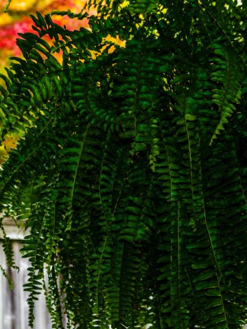 what to do with overgrown ferns
