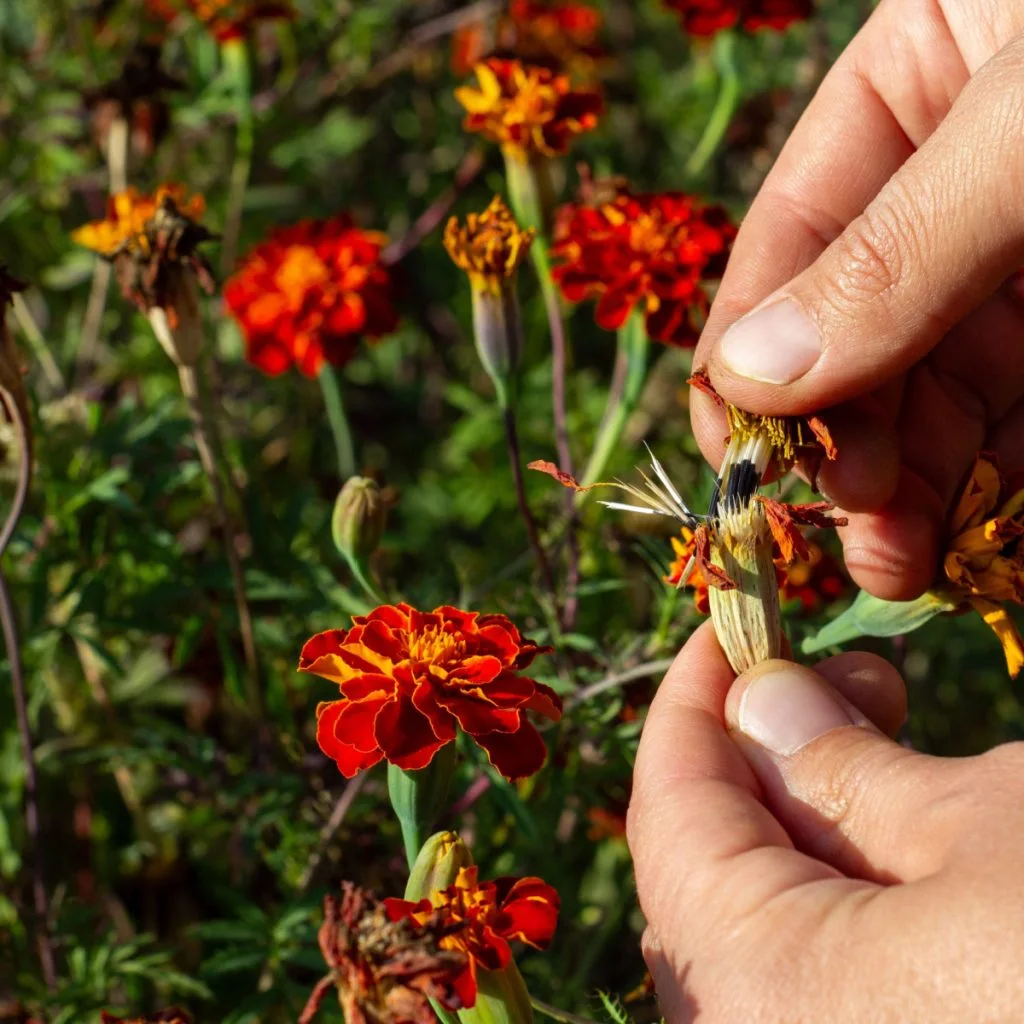 save marigolds seeds in summer